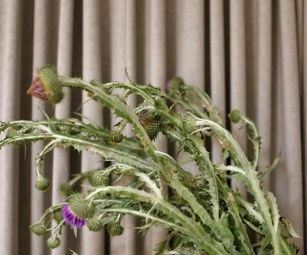 Natura Mierzei 30 - Pokoje Z Widokiem Na Bałtyk